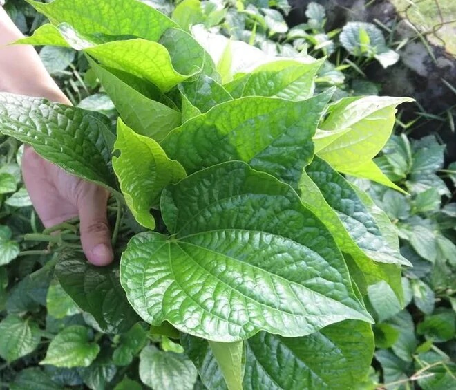 Lá lốt và tôm đồng đều là những nguyên liệu có giá trị dinh dưỡng cao. Ảnh: HM