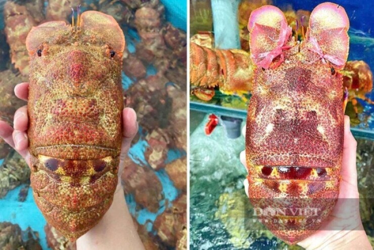 Hải sản độc lạ giá tiền triệu đắt khách dịp 2/9, nhiều nơi không đủ hàng bán