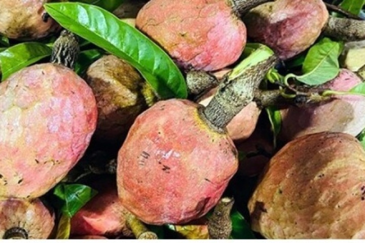 Mãng cầu sữa đặc sản ngọt béo như kem giá 100.000 đồng/kg