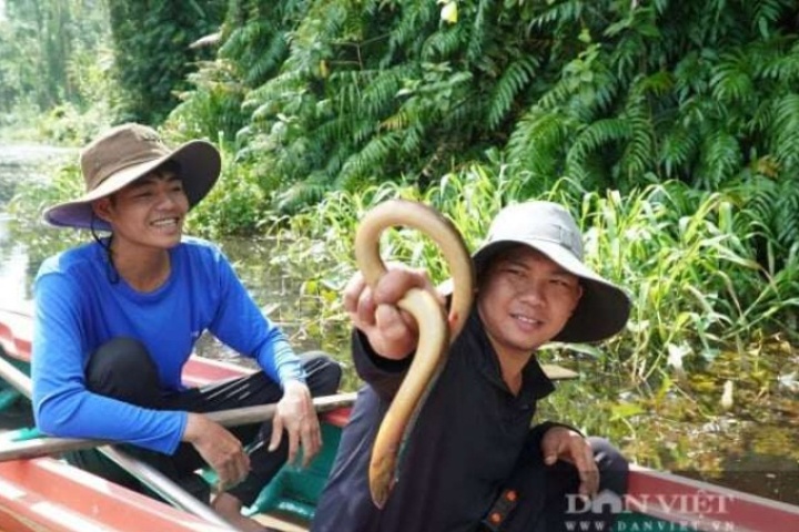 Theo chân "thợ rừng" U Minh Hạ, Cà Mau đặt trúm bắt lươn đồng, sau một ngày là có tiền triệu