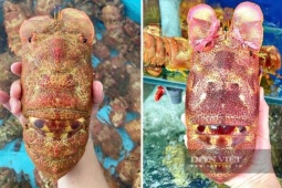 Hải sản độc lạ giá tiền triệu đắt khách dịp 2/9, nhiều nơi không đủ hàng bán