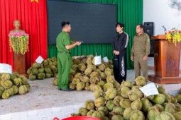 Bắt nam thanh niên trộm khoảng 1,6 tấn sầu riêng ở Đắk Lắk lúc rạng sáng