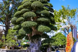 Cây duối cổ trăm tuổi khoe dáng ở phố biển Gia Lai