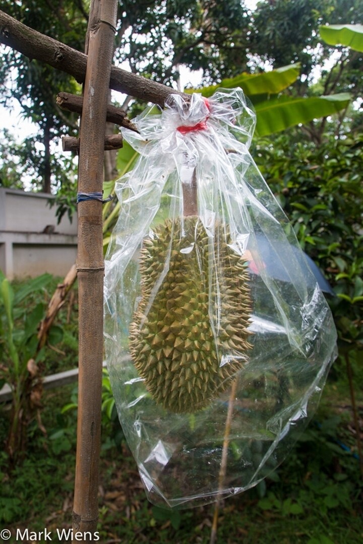 Toàn bộ trái sầu riêng trên cây đều được bọc trong lớp màng nhựa trong suốt nhằm tránh côn trùng và sâu bọ. (Ảnh: Migrationology)