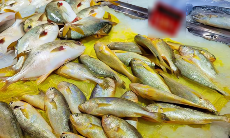3 loại cá vàng nên ăn vào mùa thu, chắc thịt, ít xương, mềm ngọt, giàu protein, giúp cơ thể tràn đầy sức sống - 4