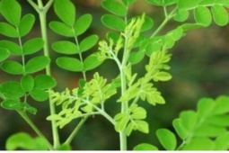Rau dại thân gỗ ở thôn quê thành món ngon ở phố thị