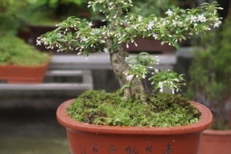 Loại cây phong thủy tỏa hương quanh năm, giúp trấn giữ long mạch được săn lùng