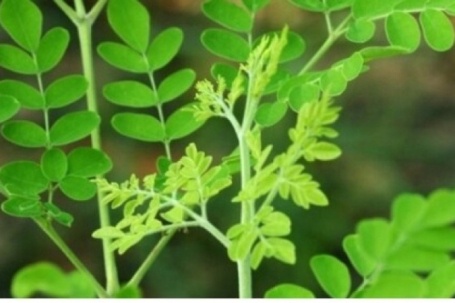 Rau dại thân gỗ ở thôn quê thành món ngon ở phố thị