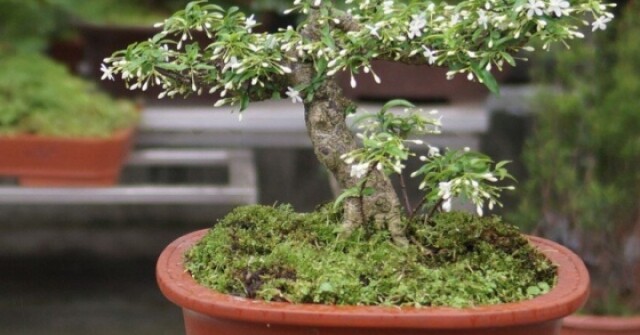 Loại cây phong thủy tỏa hương quanh năm, giúp t...