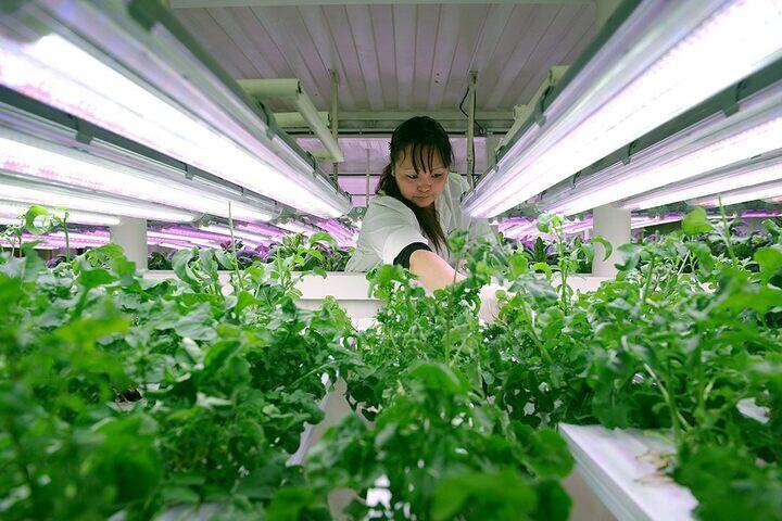 Nhà kính trồng rau thủy canh cung cấp một số loại rau quả tươi cho công nhân tại mỏ Kupol. (Ảnh: Elena Chernyshova)