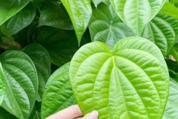 Tác dụng bất ngờ, ý nghĩa và cách bài trí cây trầu không trước nhà mang lại bình an không phải ai cũng biết