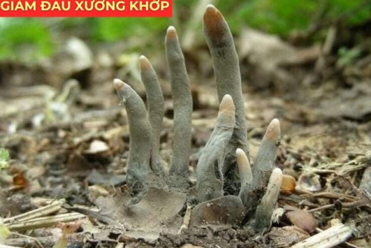 Cây “cực lạ” nghe tên đã sợ, ai ngờ lại là “báu vật” cho người đau xương khớp