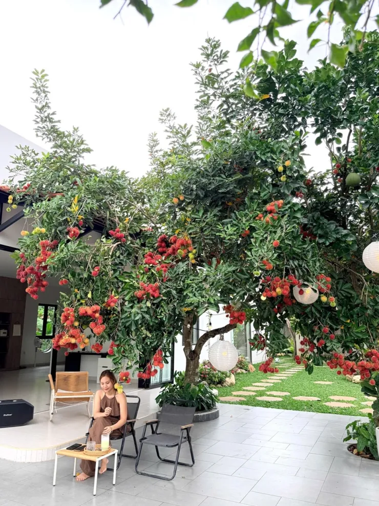 Tán chôm chôm thành nơi gia đình ngồi nghỉ mỗi khi cây vào mùa trái.