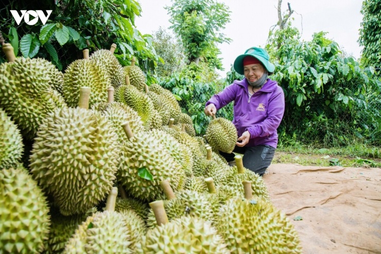 Sầu riêng chất lượng cao ở Krông Pắc, Đắk Lắk. 