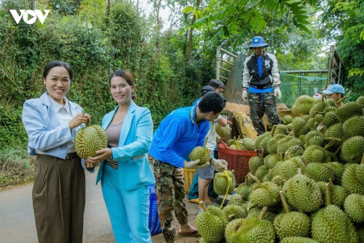 Niềm vui vụ mùa thu hoạch ở Đắk Lắk.