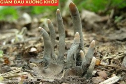 Tin tức sức khỏe - Cây “cực lạ” nghe tên đã sợ, ai ngờ lại là “báu vật” cho người đau xương khớp