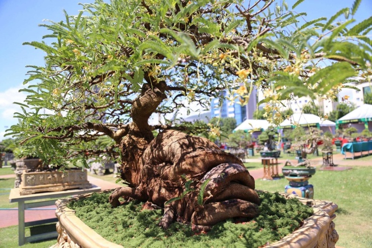Một cây cổ thụ với cái gốc to bự "chà bá", hình thù "kỳ quái" là cây me kiểng đã được đưa lên chậu cảnh. Ảnh: QN.