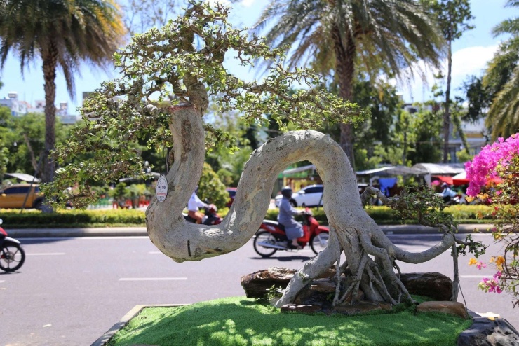 Một cây cổ thụ là cây cảnh có dáng thế lạ mắt, thân cây có hình thù như con rồng uốn lượn. Ảnh: QN.