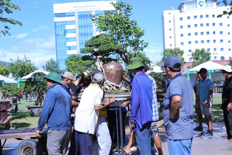 Rất đông nghệ nhân, người yêu thích cây hội tụ về Quy Nhơn, Gia Lai. Ảnh: QN.
