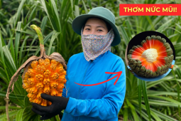 Tin tức sức khỏe - Bất ngờ với loại quả thơm “nức mũi”, ngọt mọng nước lại bảo vệ hệ tiết niệu cực kỳ tốt!