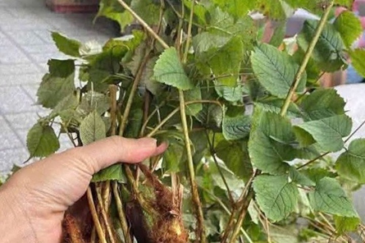 Bí mật của loài cây mọc hoang giúp tăng sinh lực