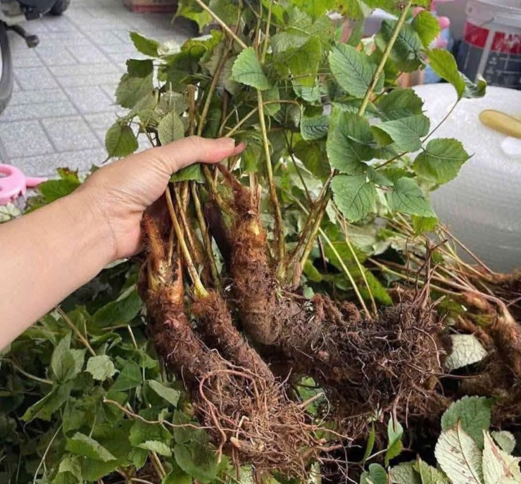 Dâm dương hoắc không chỉ mang lại sức khỏe cho phái mạnh mà còn nhiều tác dụng khác. Ảnh: Trương Ngọc 