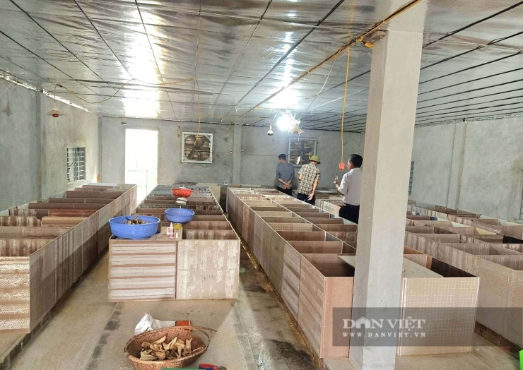 Bên trong trang trại nuôi dúi của anh Nguyễn Văn Công, các ô chuồng được thiết kế khoa học, phù hợp với đặc tính sinh trưởng của loài dúi. Ảnh: TA