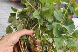 Bí mật của loài cây mọc hoang giúp tăng sinh lực
