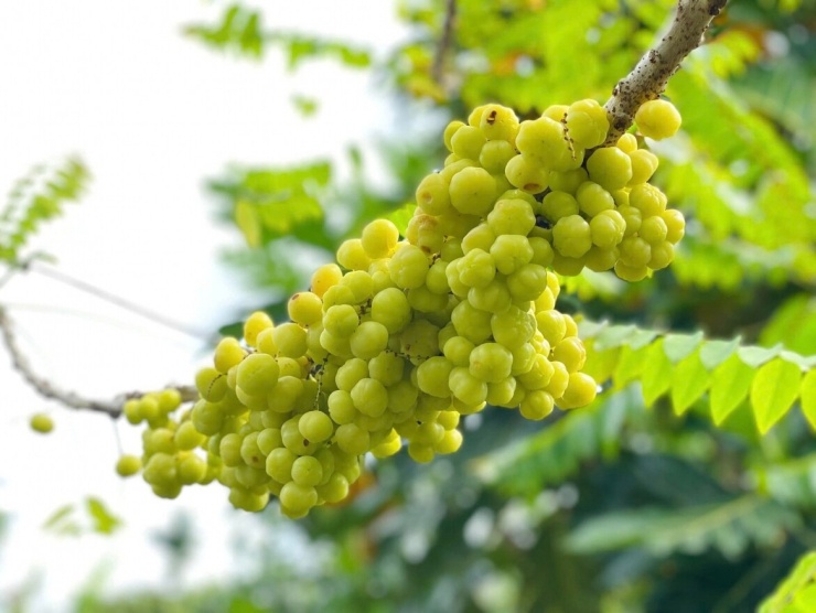 Quả chùm ruột mang lại nhiều lợi ích sức khỏe bất ngờ. (Ảnh: VTC News)