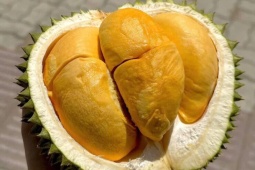 Một loại sầu riêng giá tiền triệu/quả nhưng không phải ai cũng có cơ hội thưởng thức