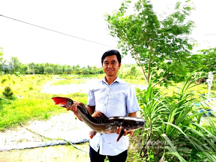 Anh Võ Thanh Liêm, nông dân nuôi thành công giống cá lăng đuôi đỏ-1 loại cá đặc sản thịt thơm ngon, giá trị kinh tế cao và con cá lăng nha đuôi đỏ, ấp ấp Trảng Cỏ, xã Hưng Thuận, tỉnh Tây Ninh (địa phận huyện Trảng Bàng cũ). Ảnh: T.Đ