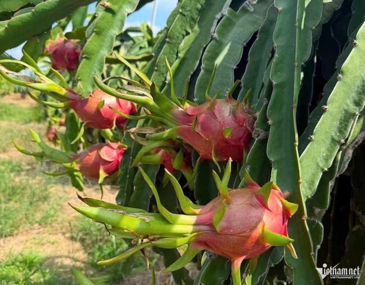 Giá thanh long tại các khu vực vùng trồng đang thấp, khiến các hộ nông dân thấp thỏm lo âu. Ảnh: Thu Hà