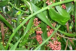 Dân sành ăn lùng mua quả mây rừng đặc sản sần sùi như da rắn, giá 70.000 đồng/kg