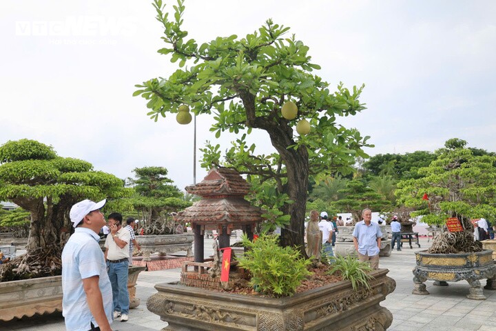 Ông Nguyễn Văn Hưng, Chủ tịch UBND phường Cẩm Thành, cho biết Triển lãm không chỉ là nơi thưởng lãm những tác phẩm đẹp mà còn tạo không gian giao lưu văn hóa, nghệ thuật và nghề nghiệp, góp phần thúc đẩy phong trào sinh vật cảnh trên địa bàn.