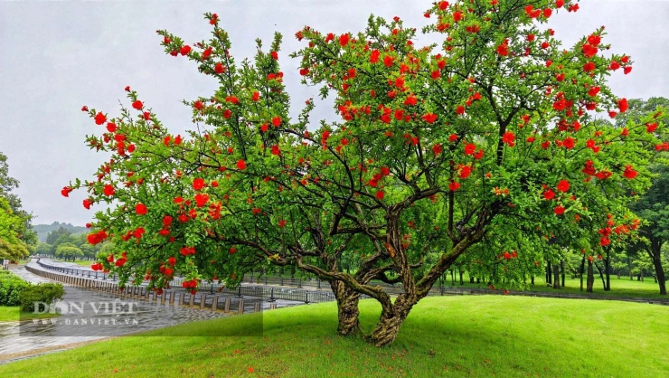 Cây cảnh phong thủy số 1 người giàu coi trọng, mùa thu thắp nghìn đèn lồng, phúc khí 100 năm bén rễ - 2