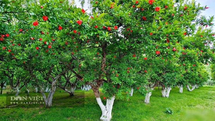 Cây cảnh phong thủy số 1 người giàu coi trọng, mùa thu thắp nghìn đèn lồng, phúc khí 100 năm bén rễ - 3