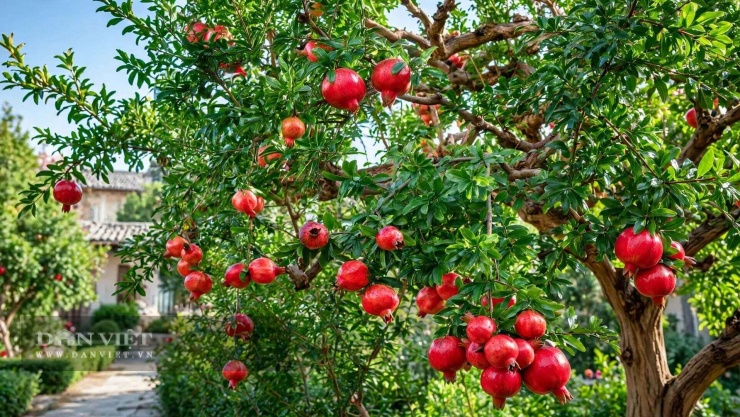 Quả lựu lớn lên một cách chậm rãi, điềm đạm.
