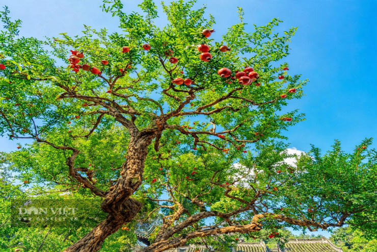 Cây cảnh hội tụ đủ những điều mà bất cứ gia chủ nào cũng khao khát.
