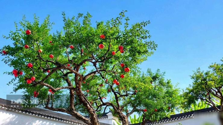 Người xưa trồng cây cảnh này trong sân không chỉ cầu giàu