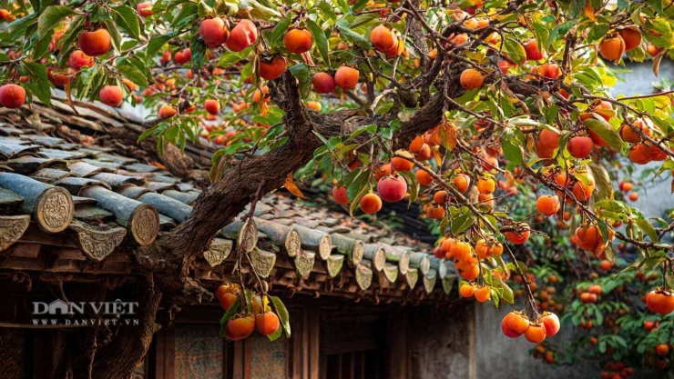 Nhìn từ xa, cả cây như được treo hàng trăm chiếc đèn lồng đỏ nhỏ xíu, lấp lánh. Cái sân gạch vốn trầm mặc, ảm đạm bỗng chốc bừng sáng, ấm áp và sống động lạ thường.
