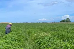 Loài cây càng cắt càng mọc, thu 5-6 lứa/năm