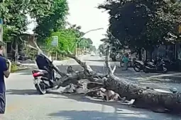 Người đàn ông đi đường bị cây gỗ đè tử vong