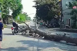 Vụ cây đổ đè chết người đi đường: Công an triệu tập người cưa cây