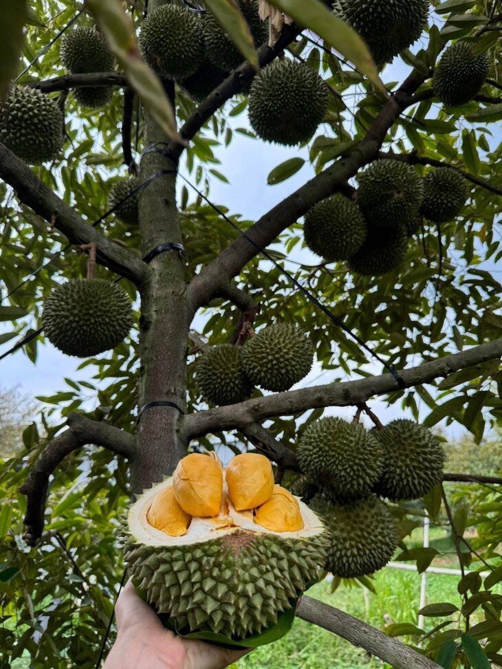 Quả Black Thorn thường có trọng lượng khoảng 1,5-2,5 kg, hình dáng tương đối tròn, múi màu vàng cam bắt mắt.
