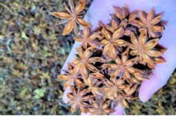 Loại hoa thơm nức của Việt Nam được thế giới săn lùng