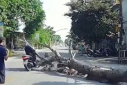 Cưa cây gây hậu quả chết người: Ai phải chịu trách nhiệm?