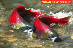 Tin tức sức khỏe - "Nhân sâm dưới nước" siêu đắt đỏ, được ví như “vàng lỏng” cho người đàm, ho, khó thở!