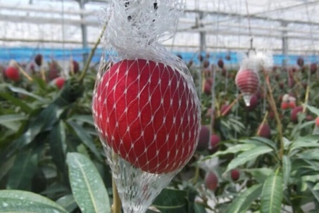 “Trứng mặt trời” ở TP.HCM có giá hơn nửa triệu đồng/kg