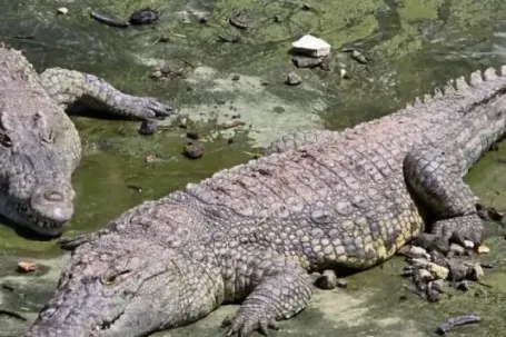 Lên kế hoạch dùng cá sấu canh tù nhân