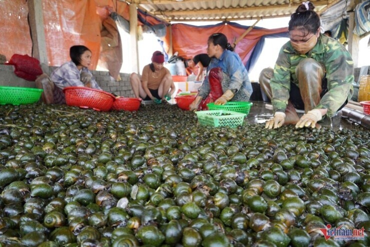 Bỏ ruộng lúa, nông dân Nghệ An nuôi con 'siêu đẻ', thu 500 triệu đồng/vụ